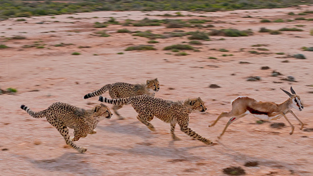 Cheetah Fast & Wild