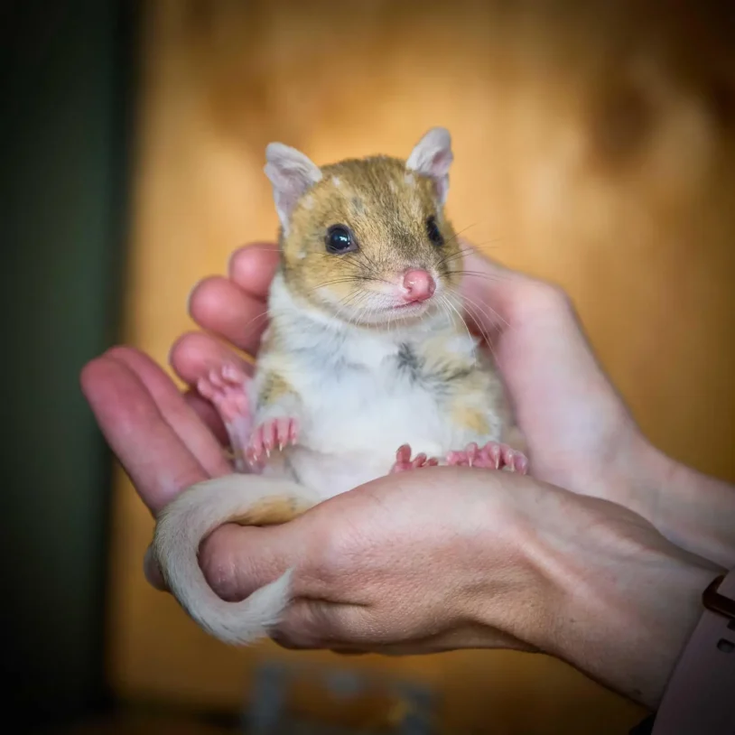 'The Animal Sanctuary': Rainmaker Content Acquires Worldwide Rights to Series